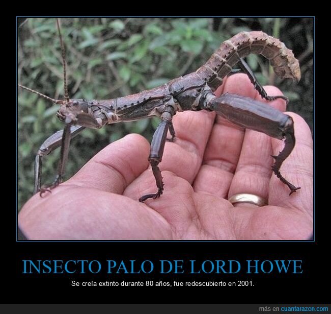 insecto palo,lord howe,extinto,redescubierto