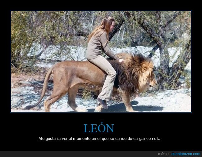 león,cargando,wtf