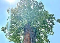 Enlace a Un árbol con un tronco muy extraño