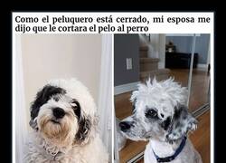 Enlace a Personas en cuarentena que intentaron cortar el pelo a sus perros y descubrieron para qué son los profesionales