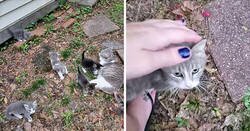 Enlace a Esta gata callejera llevó a conocer a sus crías a la mujer que llevaba unos días dándole de comer