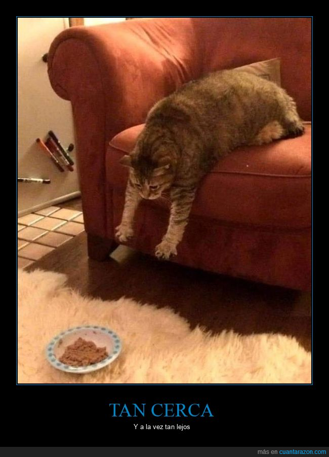 gato,sofá,comida