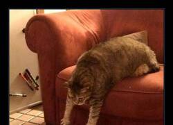 Enlace a ¿Qué podrá más, el hambre o la pereza?