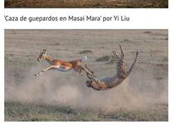 Enlace a De las mejores fotos del concurso de fotografía de vida silvestre BigPicture 2020