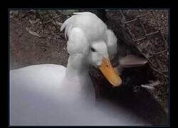 Enlace a Un pato muy distinguido