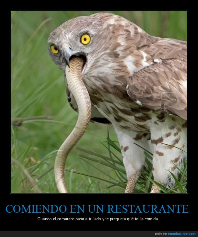 águila,comiendo,serpiente,camarero,comida