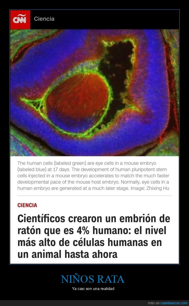 embrión,ratón,humano