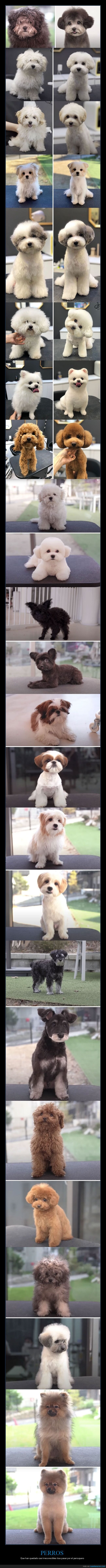 perros,corte de pelo,antes,después