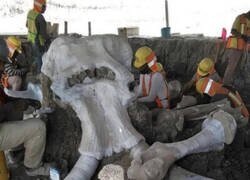 Enlace a Estos de mamuts hallados en una zona donde se construye un aeropuerto