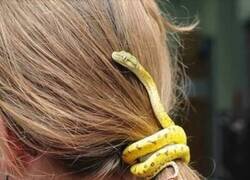 Enlace a Mascota multiusos