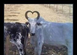 Enlace a Cuernos con amor