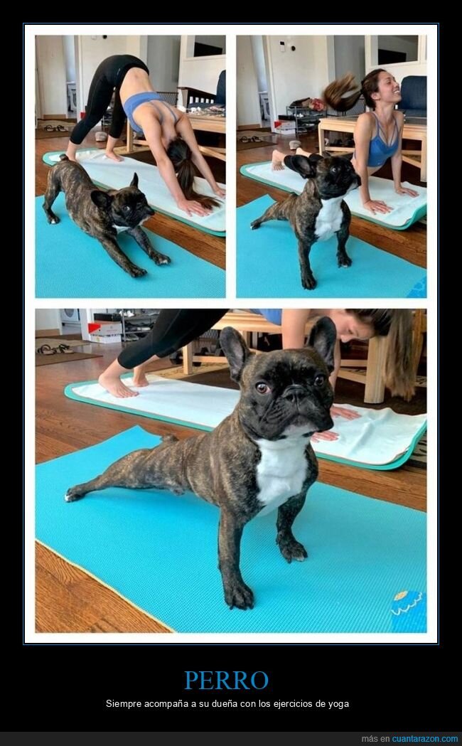 perro,yoga,wtf