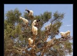 Enlace a Y de ahí es de donde vienen las cabras