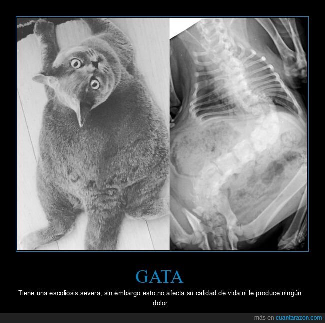 gato,escoliosis,columna vertebral,radiografía
