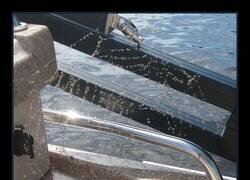 Enlace a Una araña exitosa