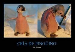 Enlace a Adorable pingüino bebé