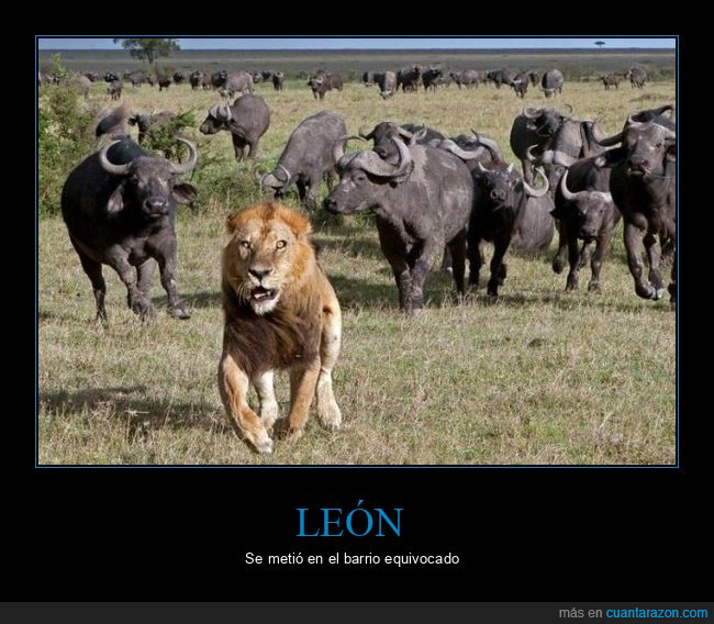 león,huyendo