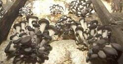 Enlace a Un extraño hongo con propiedades asombrosas