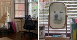 Enlace a Mascotas que han descubierto los espejos