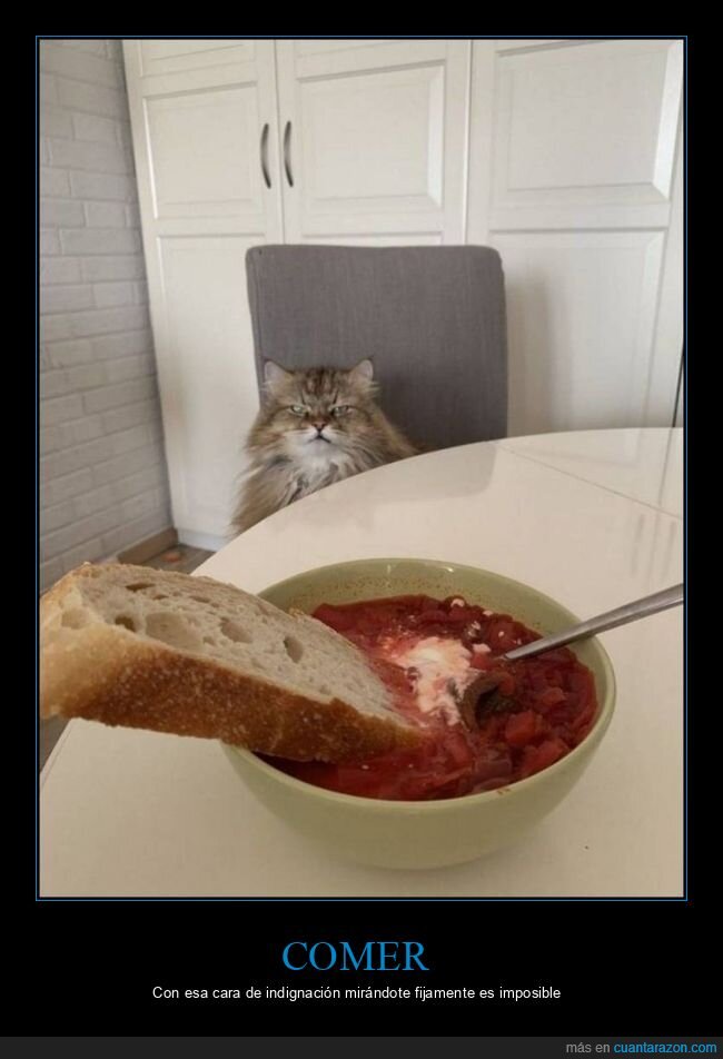 comiendo,gato,mirando,cara