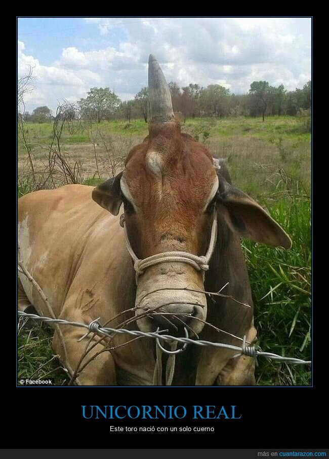 toro,cuerno,unicornio