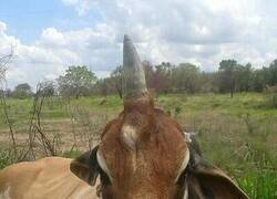 Enlace a Toro unicornio