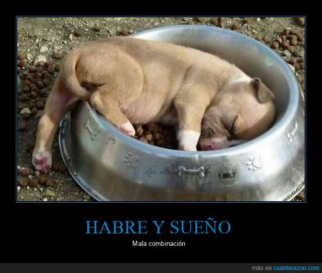 perro,comida,durmiendo