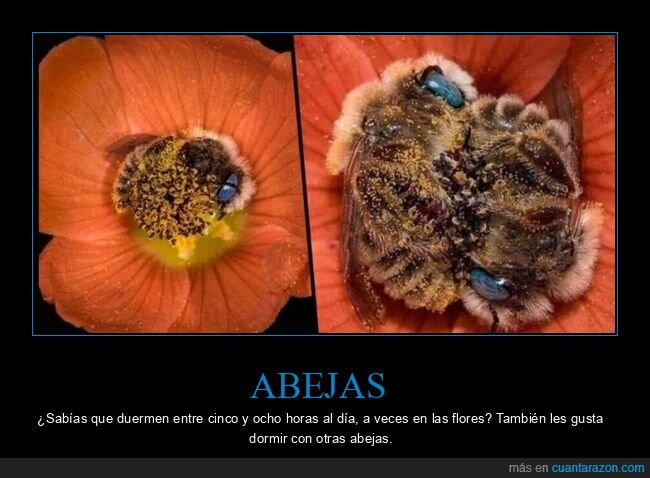 abejas,dormir,curiosidades