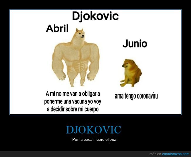 djokovic,vacuna,coronavirus,doge y cheems