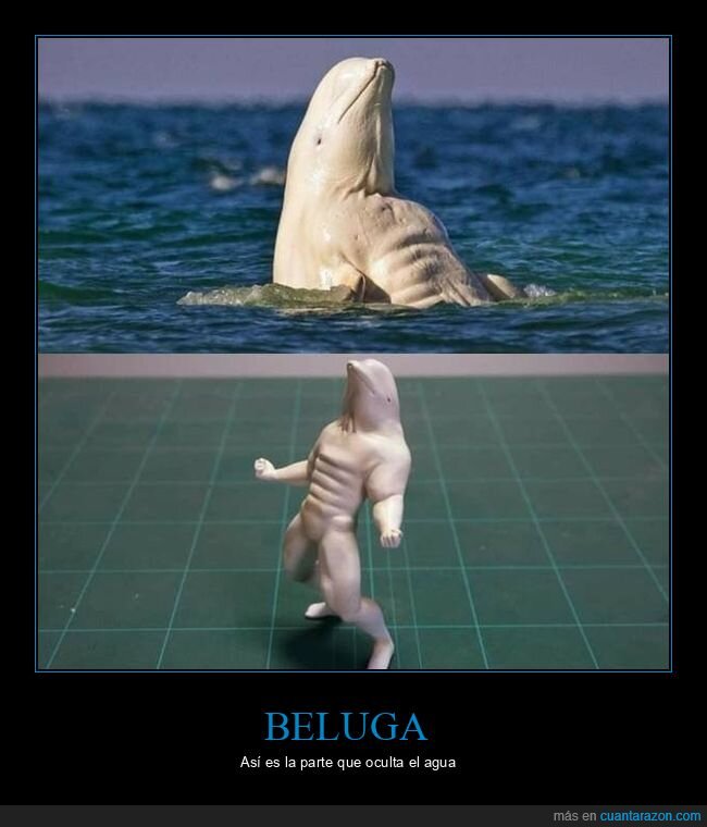 beluga,figura,cuerpo