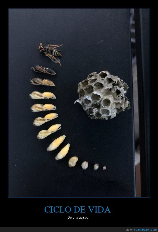 avispa,ciclo de vida,curiosidades