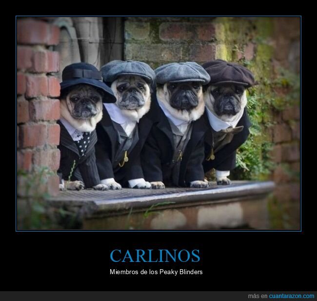 carlinos,peaky blinders,perros