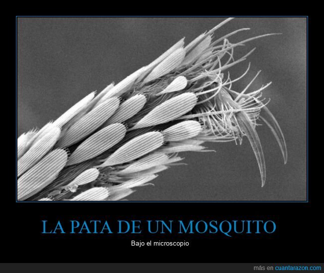 pata,mosquito,miscroscopio