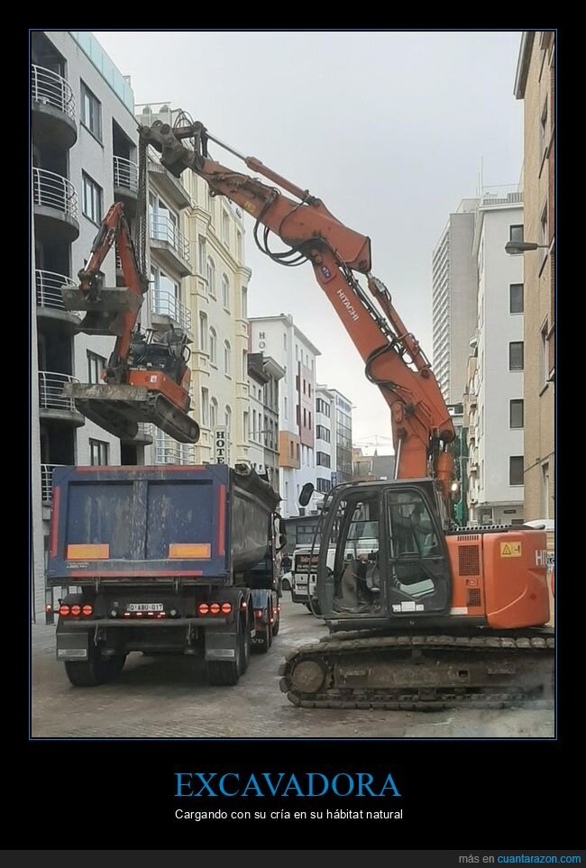 excavadora,cría,wtf