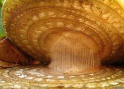 Enlace a Jamás hubiera imaginado lo que es