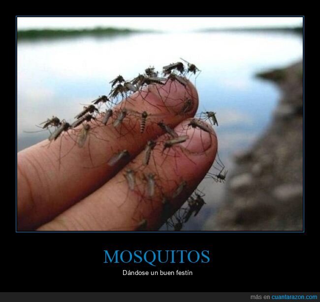 mosquitos,dedos,wtf