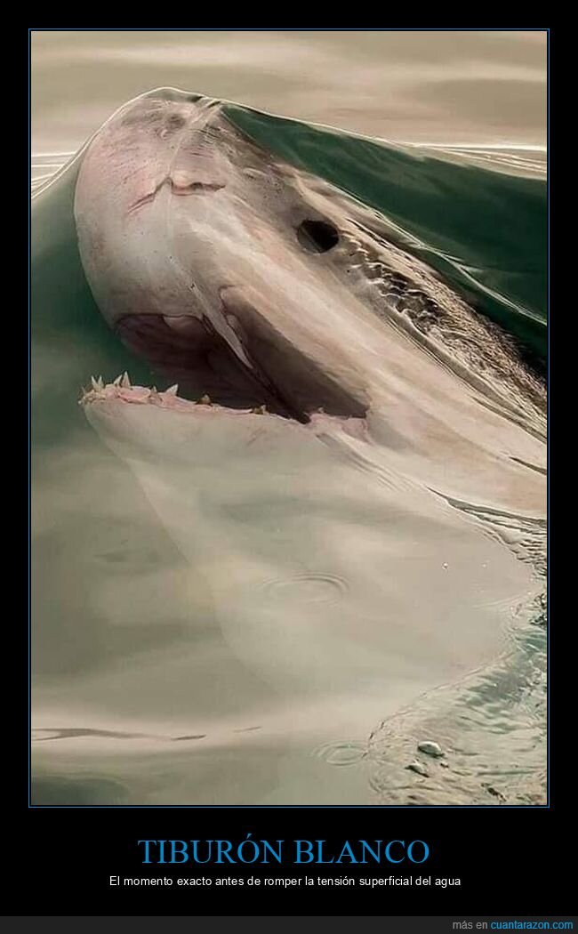 tiburón blanco,tensión superficial,agua