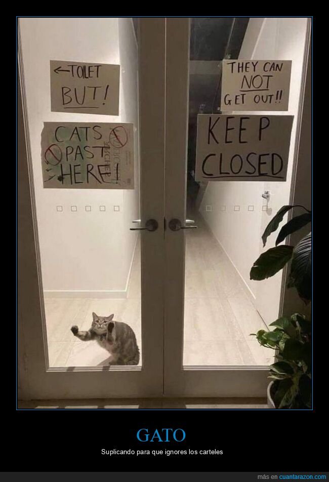 gato,puerta,carteles