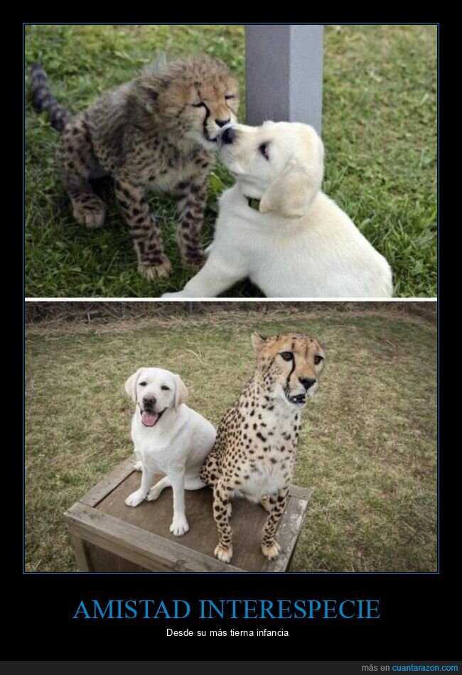 perro,guepardo,amistad,antes,ahora