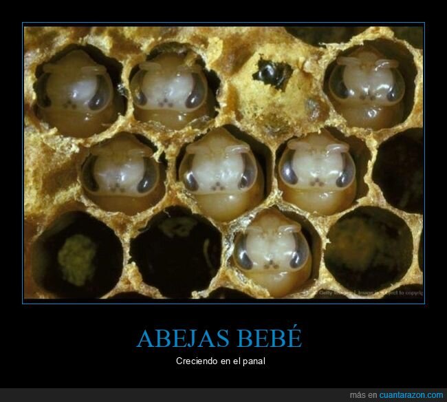 abejas,creciendo,panal