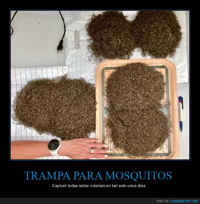 trampa,mosquitos,capturar