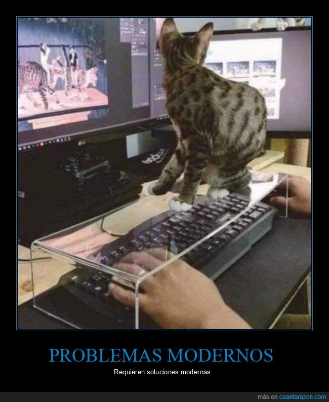 gato,teclado,soluciones