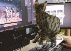 Enlace a Protección anti gatos