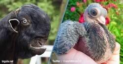 Enlace a Razas de animales modificadas en exceso por capricho del hombre