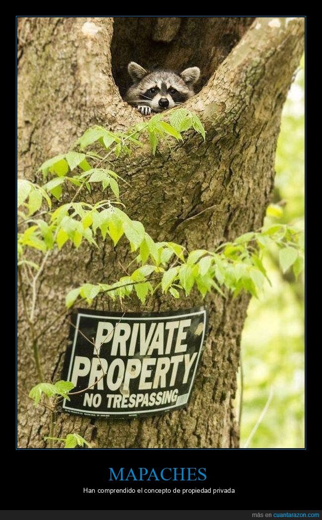 mapache,árbol,cartel,propiedad privada