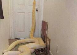 Enlace a Esperando a su dueño