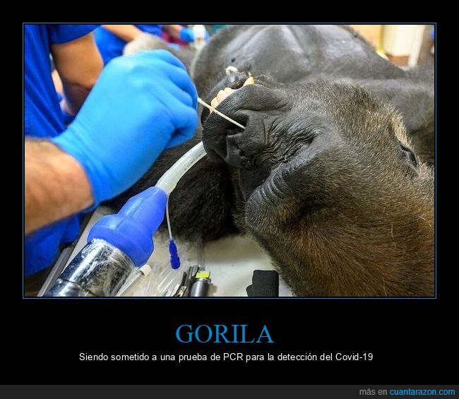 gorila,test,coronavirus
