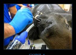 Enlace a Los gorilas tampoco están a salvo del coronavirus