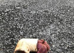 Enlace a Adaptándose al entorno