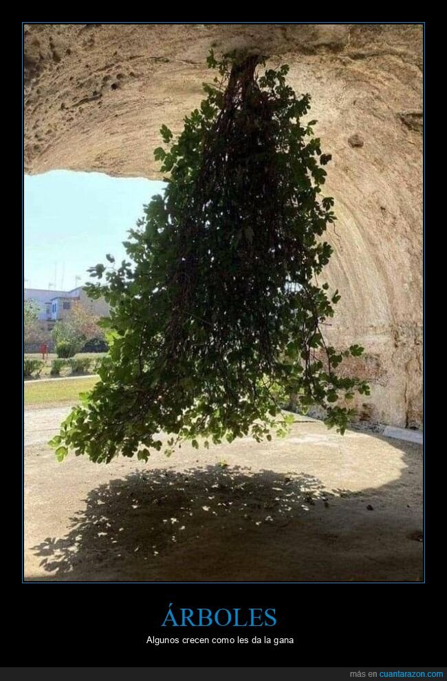 árbol,cueva,al revés